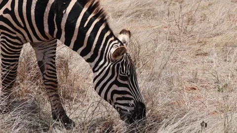 Close-Up of Plains Zebra Grazing on Dry Grass, Tsavo National Park, Kenya Stock Footage 337181691