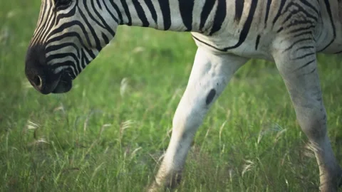 Close up of plains zebra grazing on green grass in African savanna and looking a Stock Footage 331939072