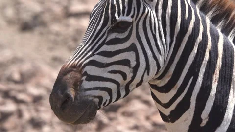 Close-up of plains zebra head and striped pattern Stock Footage 321143593