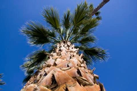 Close up on a plam tree Stock Photos