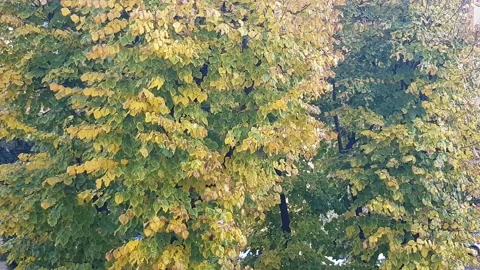 Close-up plan of leave, afternoon, yellow leaves in a sunny day Stock Footage 293712588