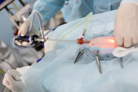 Close-up plan for placing an endoscopic instrument during surgery on an animal Stock Photos