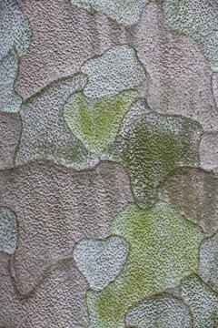 Close-Up of Plane Tree Bark with Green Lichen Stock Photos