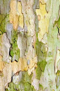Close up of plane tree bark Stock Photos