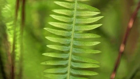 Close up of plant 01 스톡 동영상 82873911