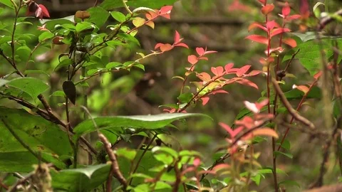 Close up of plant 02 Stock Footage 82873912