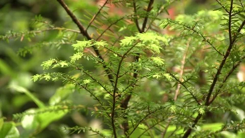 Close up of plant 03 스톡 동영상 82873910