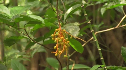 Close up of plant 04 스톡 동영상 82873979