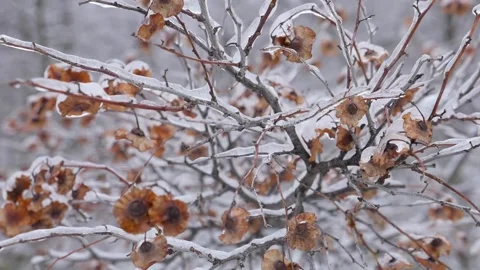 Close-up of plant branches covered with ice Vídeos de archivo 146842541