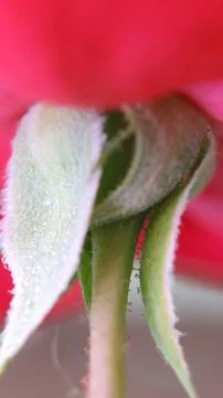 Close-Up of Plant Bud Fotos de archivo