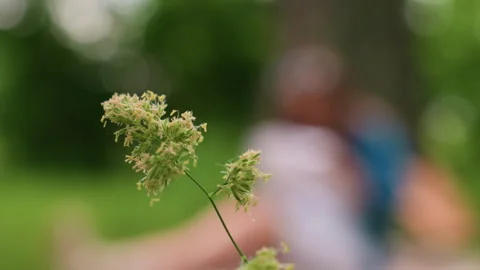 Close Up Of Plant With Cobwebs Gently Moving And Blurred Person In Background Stock Footage 321483202