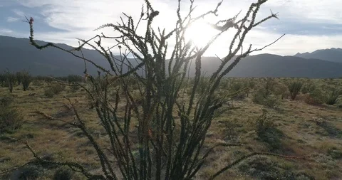 Close Up of Plant in Desert, Fly out to wide shot (D-Cinelike) Stockbeeldmateriaal 89036342