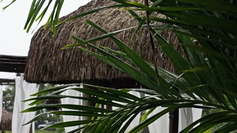 Close up of a plant during a heavy rainfall in garden Vídeo Stock 266321142