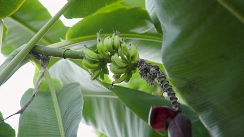Close Up Of A Plant In The Eden Project 2 Stock Footage 221828726