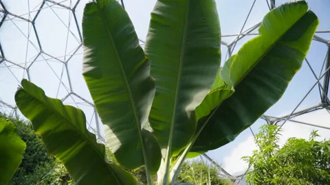 Close Up Of A Plant In The Eden Project 3 Stock Footage 221828754