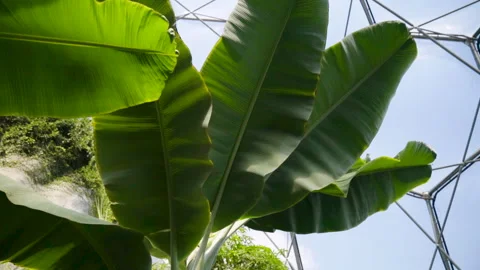 Close Up Of A Plant In The Eden Project 4 Stock Footage 221828738