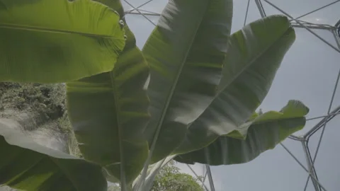 Close Up Of A Plant In The Eden Project 4 - No LUT Version Stock Footage 221829065