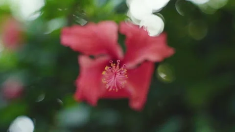 Close Up Of A Plant In The Eden Project 5 Stock Footage 221828796