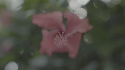 Close Up Of A Plant In The Eden Project 5 - No LUT Version Stock Footage 221829145