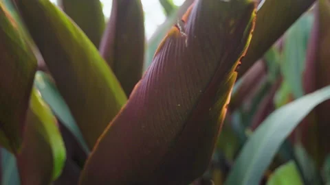 Close Up Of A Plant In The Eden Project 6 Stock Footage 221828795