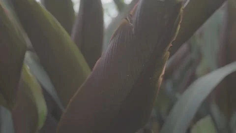 Close Up Of A Plant In The Eden Project 6 - No LUT Version Stock Footage 221829154