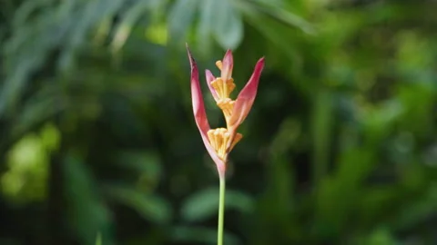 Close Up Of A Plant In The Eden Project 7 Stock Footage 221828782