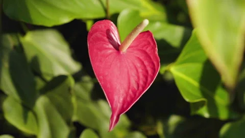 Close Up Of A Plant In The Eden Project Stock Footage 221828714