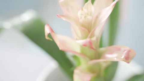 Close up plant flowering Video stock 103854863