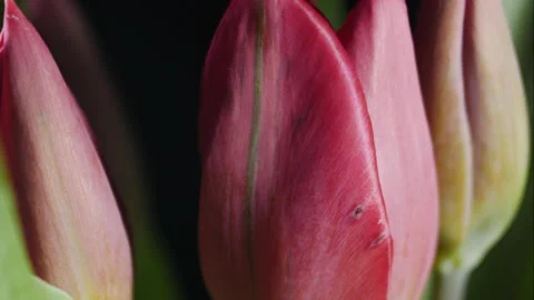 Close-up of plant flowering. Stock Footage 172003793