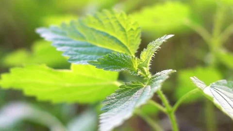 Close-up of plant foliage Stock Footage 75202603