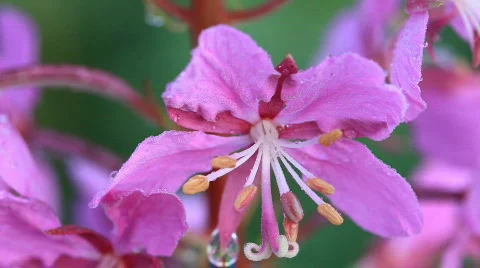 Close up, plant Video stock 581027