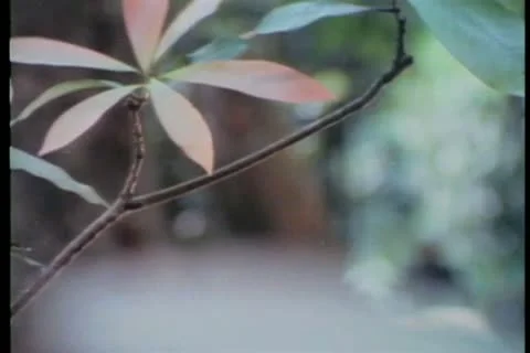 Close-up plant Stock Footage 11347996