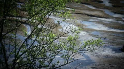 Close up plant. 库存影片 12433531