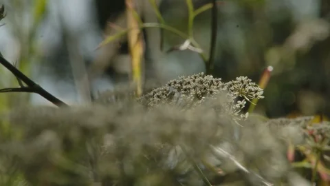Close up of plant Stock Footage 124969312