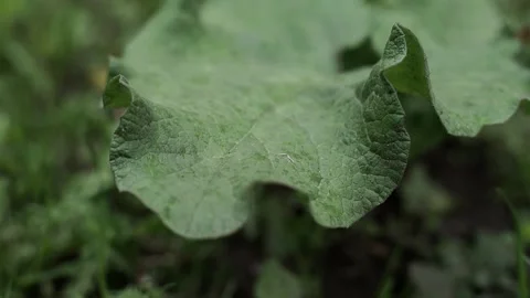 A close up of a plant Video stock 131583094