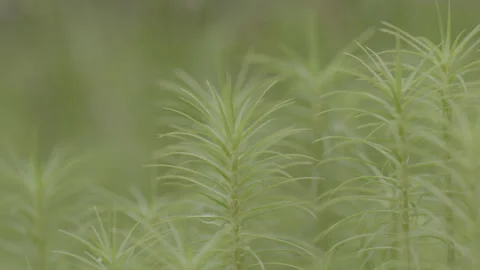 A close up of a plant Stock Footage 151831635
