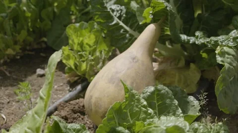 A close up of a plant Stock Footage 155452568
