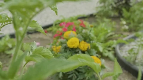 A close up of a plant Stock Footage 155584927