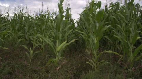 A close up of a plant Stock Footage 155585121