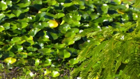 A close up of a plant Stock Footage 155585221