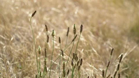 A close up of a plant Video stock 155586473