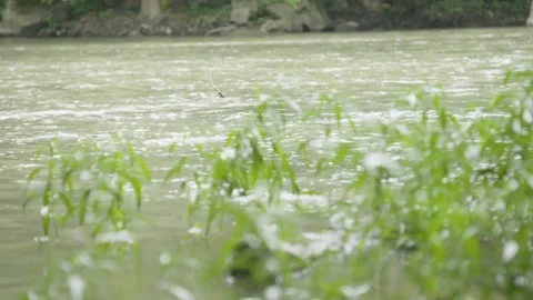 A close up of a plant Stock Footage 155593905