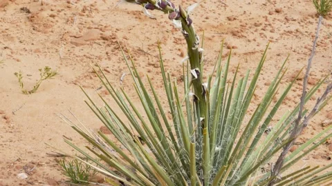 A close up of a plant Stock Footage 156012341