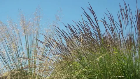 A close up of a plant Stock Footage 156013638