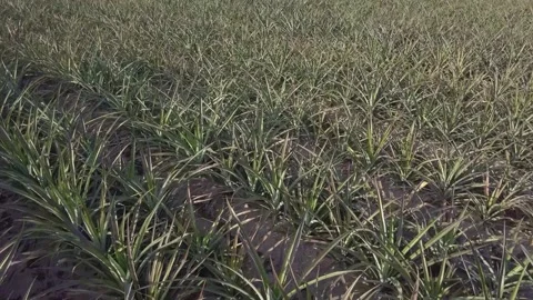 A close up of a plant 스톡 동영상 156842652