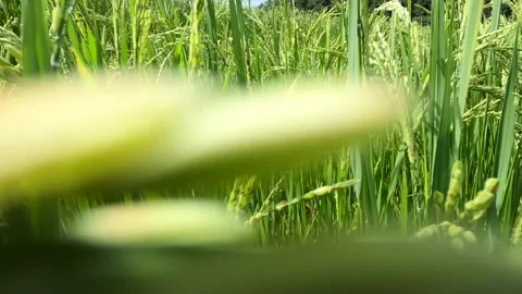 A close up of a plant 库存影片 156845184