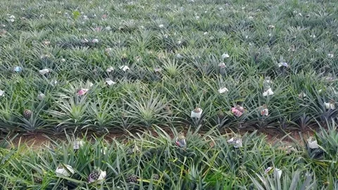 A close up of a plant Vidéo 156846171