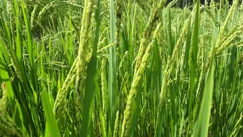 A close up of a plant 库存影片 156847334