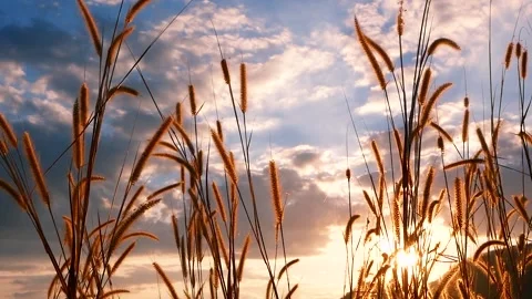 A close up of a plant 스톡 동영상 156848807