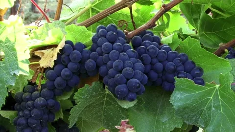 A close up of a plant Видео 157754768